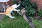 Битва "котят-воителей": курьезное видео  вызвало восторг в Сети. Фото: скриншот YouTube