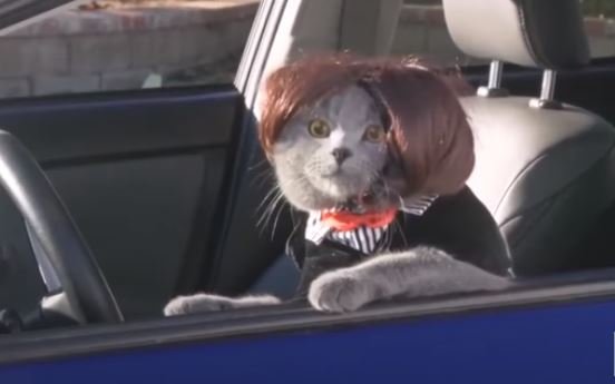 Коты. Фото: скриншот YouTube.