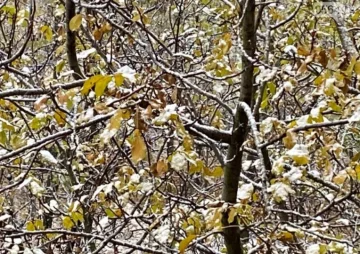 Кривой Рог. Снег. Фото: 0564