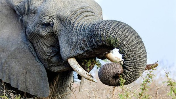 Надоели со своими смартфонами: слон разозлился на назойливую туристку и залепил пощечину. Видео