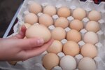 Яйца. Фото: скриншот YouTube-видео