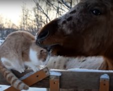 Дружба кота и лошади. Фото: скриншот YouTube