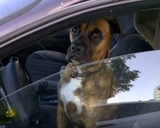 Пес в автомобиле. Фото: youtube