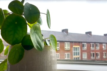 Кімнатні рослини. Фото: YouTube