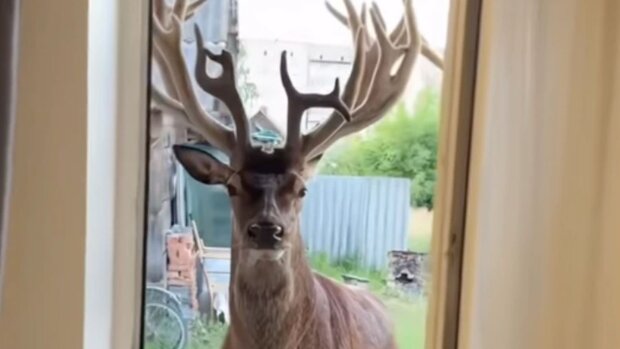 Олень Борис, авария, животное зло авто. Фото: Telegram