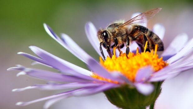 Ученые научили пчел «забивать голы»