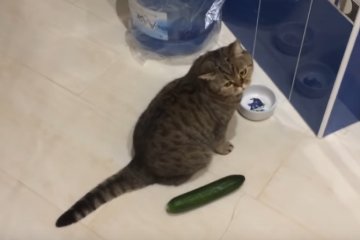 Иногда вегетарианцы попадаются даже среди котов. Фото: скриншот YouTube