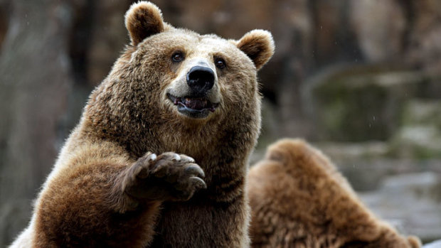 Медведь угнал авто, но его подрезало дерево: почти сбежал косолапый