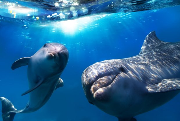 Это знамение или чудо: дельфины вытолкнули на берег икону Богородицы. Фото