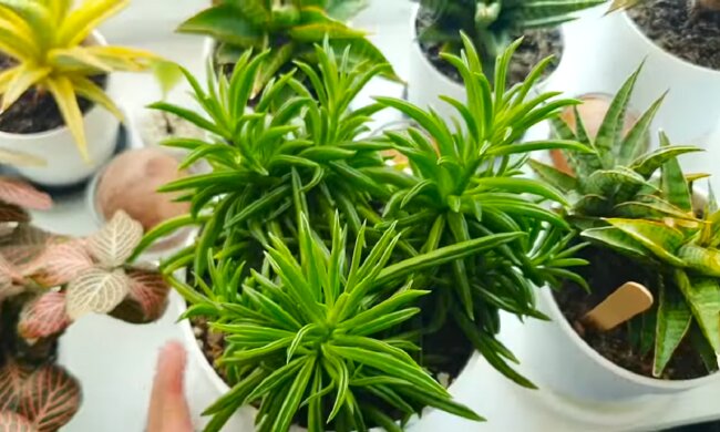 Кімнатна рослина. Фото: YouTube