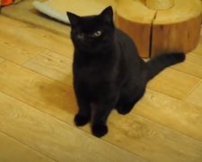 Пользователей покорил черный кот с необычными ушами. Фото: скриншот Youtube