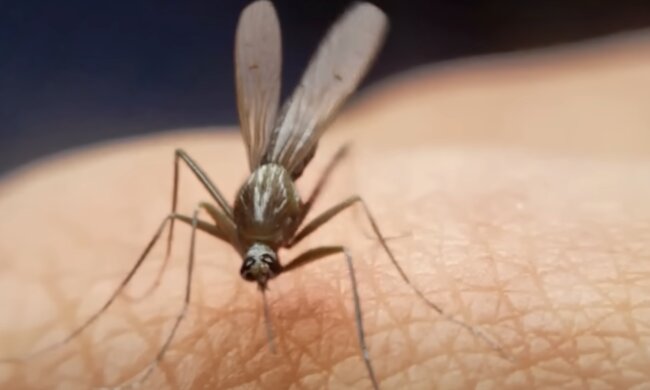 Комары, скриншот из YouTube