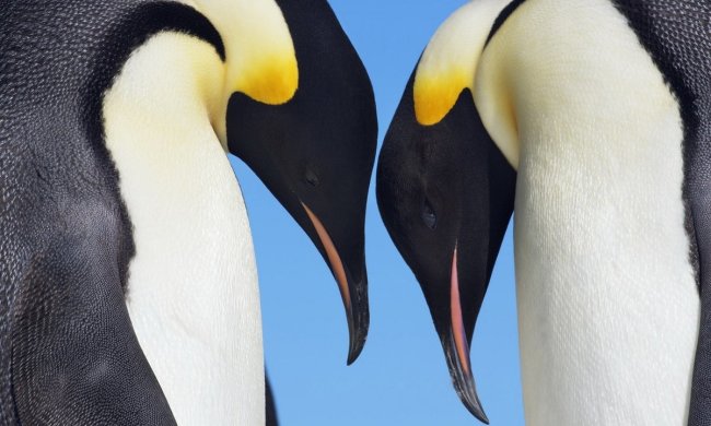 В Новой Зеландии пара пингвинов хотела свить гнездо прямо в ресторане (видео)