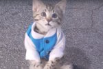 В интернете появилось фото трудоустроенного кота. Фото: Кот Prince Michael