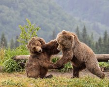 В ход пошли зубы и когти: в зоопарке медведи подрались из-за мороженого