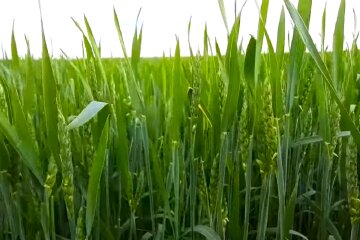 Пшеница. Фото: YouTube