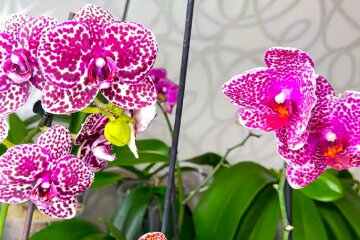 Орхидея. Фото: YouTube