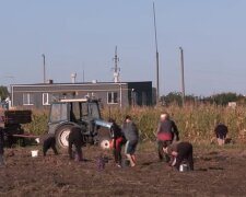 Сбор урожая. Фото: скриншот YouTube-видео