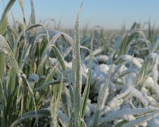 На Украину надвигаются «опасные заморозки»: погода на 14-15 апреля