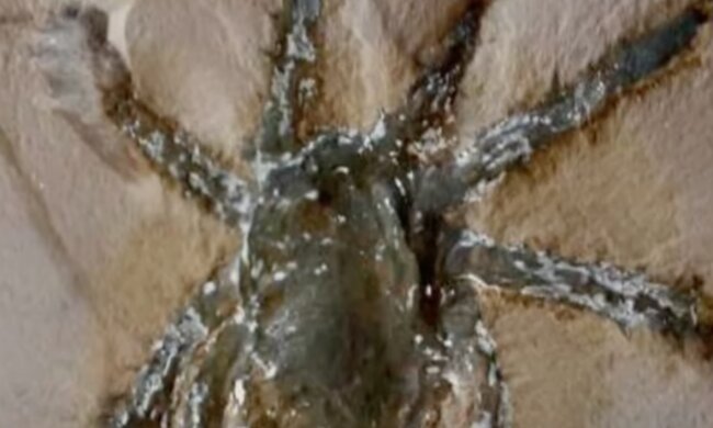Унікальний павук. Фото: скріншот YouTube