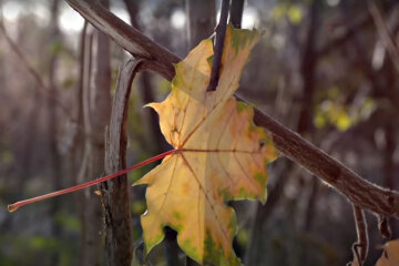 Погода в Україні. Фото: скріншот YouTube-відео.