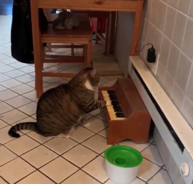 Играющий на пианино кот покорил мир и получает за это еду