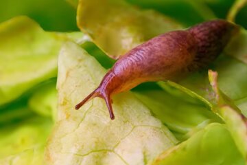 Слизняки. Фото: YouTube