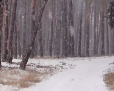 Снежная погода. Фото: скриншот YouTube-видео
