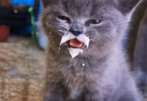 Кот. Фото: скриншот YouTube-видео