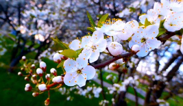 Весна, цветение деревьев. Фото: YouTube