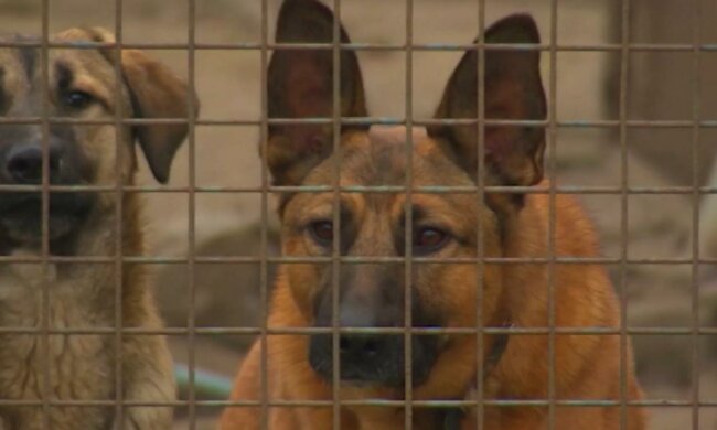 Конфискованные собаки. Фото: скрин youtube