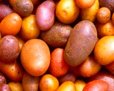 Картопля. Фото: YouTube