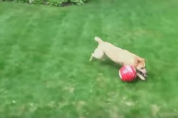 Собака. Фото: скриншот YouTube