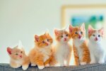 Коты. Фото: facebook.com