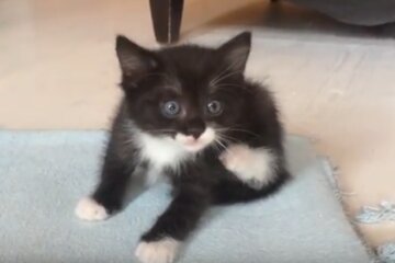 Котенок. Фото: youtube