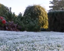 Заморозок. Фото: скриншот YouTube-видео