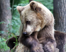 В США медведь пытался украсть мусорник. Хулиган повеселил пользователей сети. Видео