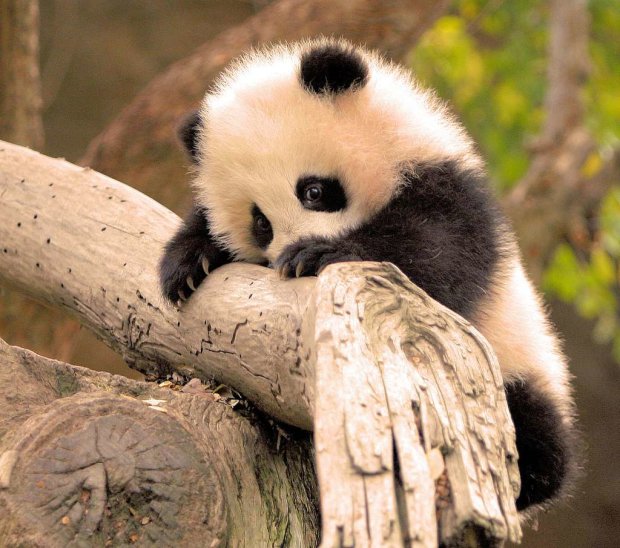 Какое милое фото: родилась самая крохотная панда в мире. Это стоит увидеть