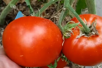 Помідори. Фото: YouTube