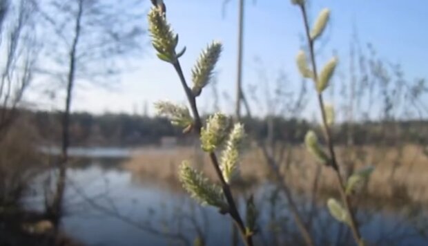 Природа весной. Фото: скриншот YouTube-видео