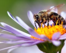 Ученые научили пчел «забивать голы»