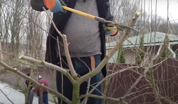 Обрезка деревьев. Фото: YouTube, скрин