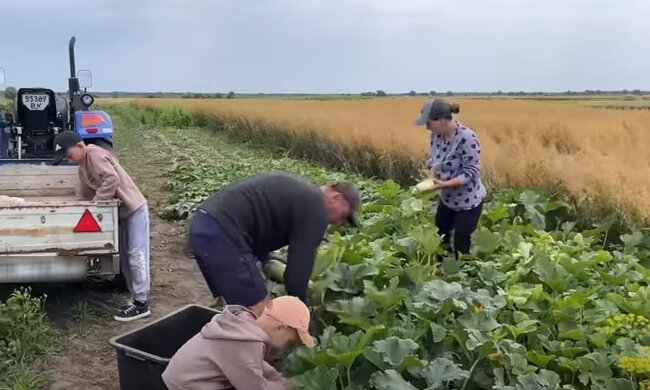 Огород. Фото: скриншот YouTube-видео