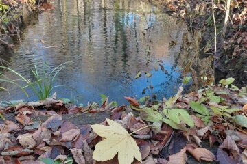 Лісовий струмок. Фото: Ukrainianwall