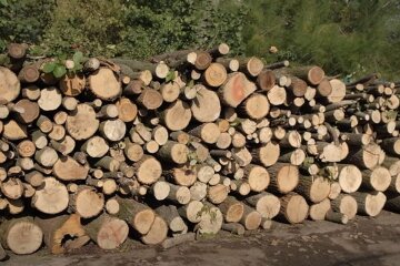 Дрова. Фото: скриншот YouTube-видео