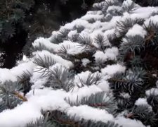 Елка в снегу, фото: Скриншот YouTube