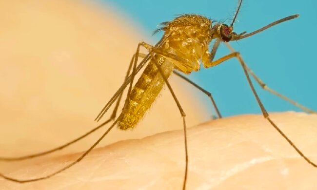Комарі. Фото: YouTube