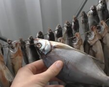 Рыба стала причиной смертельного заболевания, фото: youtube.com