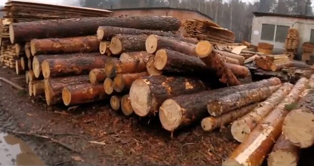 Вырубка леса. Фото: скриншот YouTube