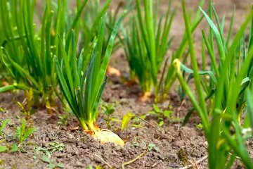 Цибуля. Фото: YouTube